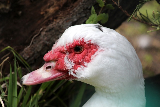 重大突破奠 重大突破奠